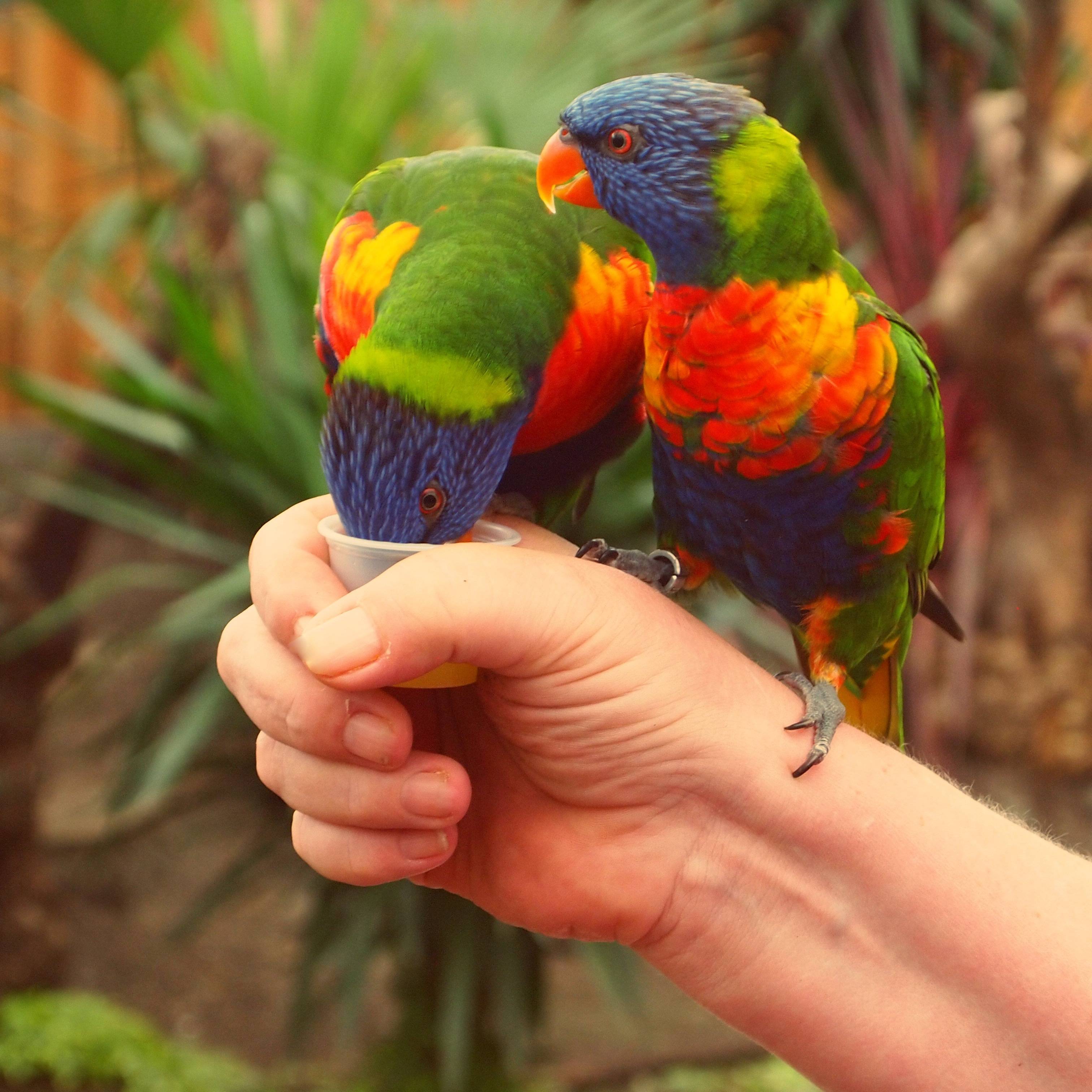 Лорикет попугай. образ жизни и среда обитания попугая лорикет | животный мир