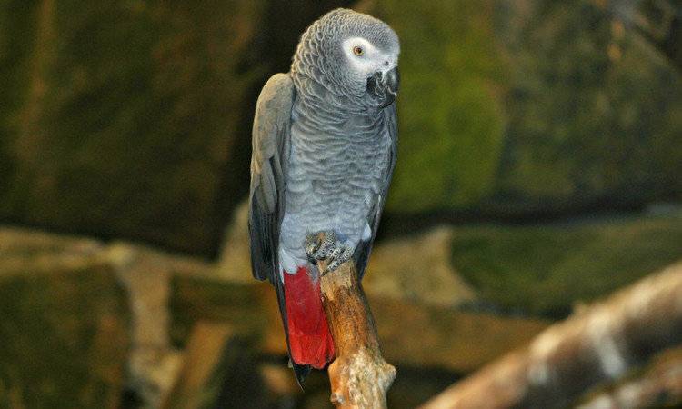 5 самых умных домашних попугаев, которые не принесут вам хлопот