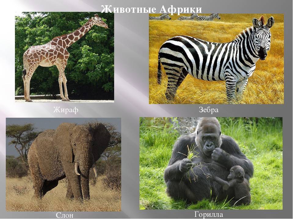 Животные саванны. описания, названия и особенности животных саванны