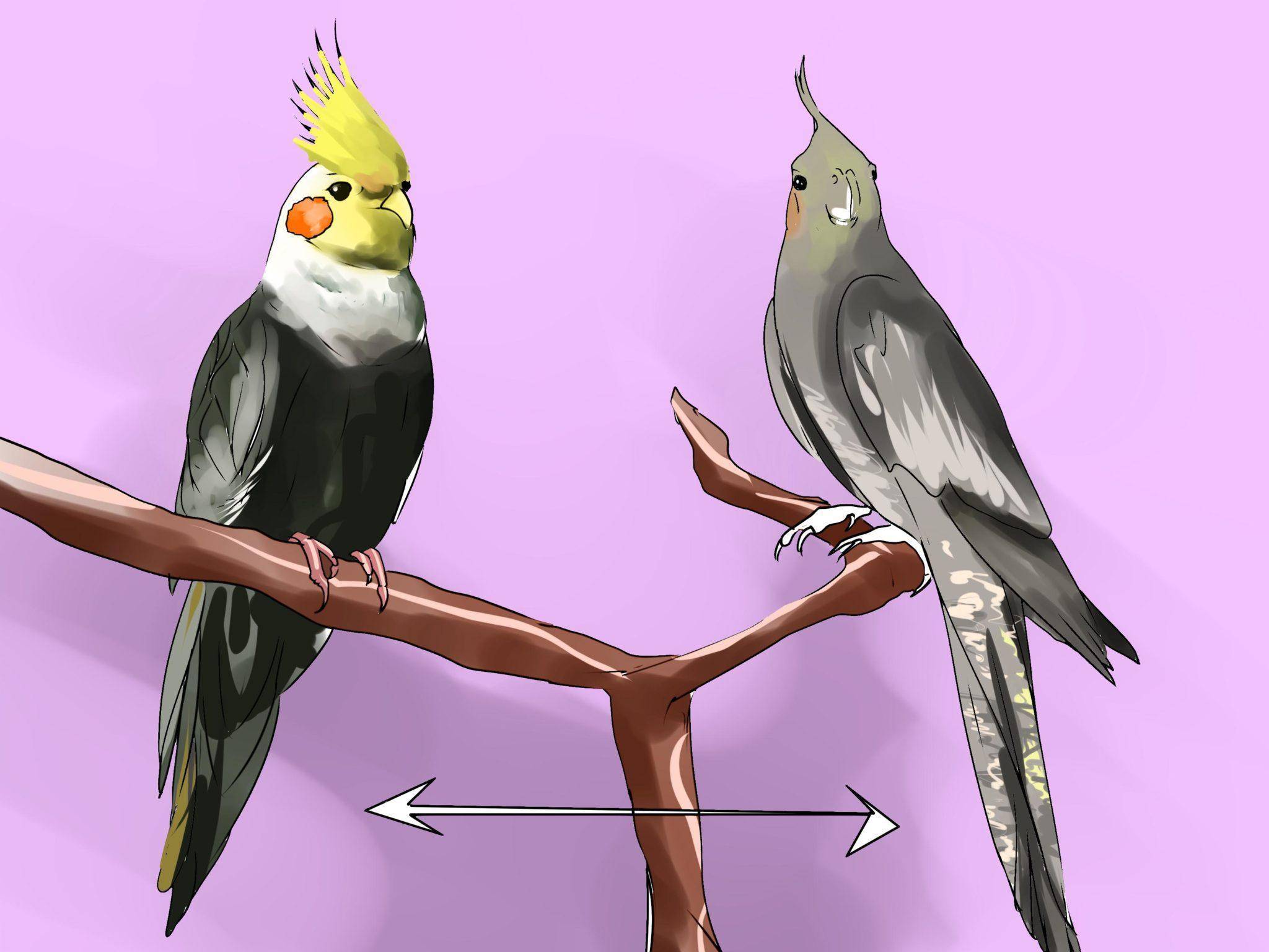Как определить пол и возраст попугая "корелла"?