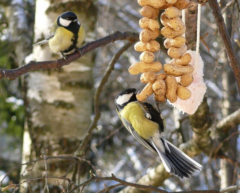 Необходимость кормить птиц зимой: что можно давать синицам, и едят ли пернатые рис
