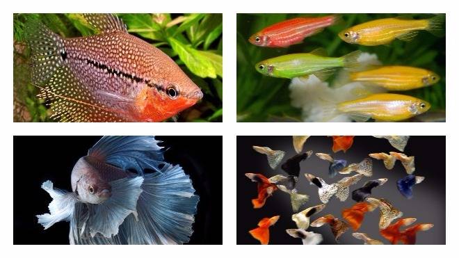 Как выбрать аквариум: советы специалистов для новичков