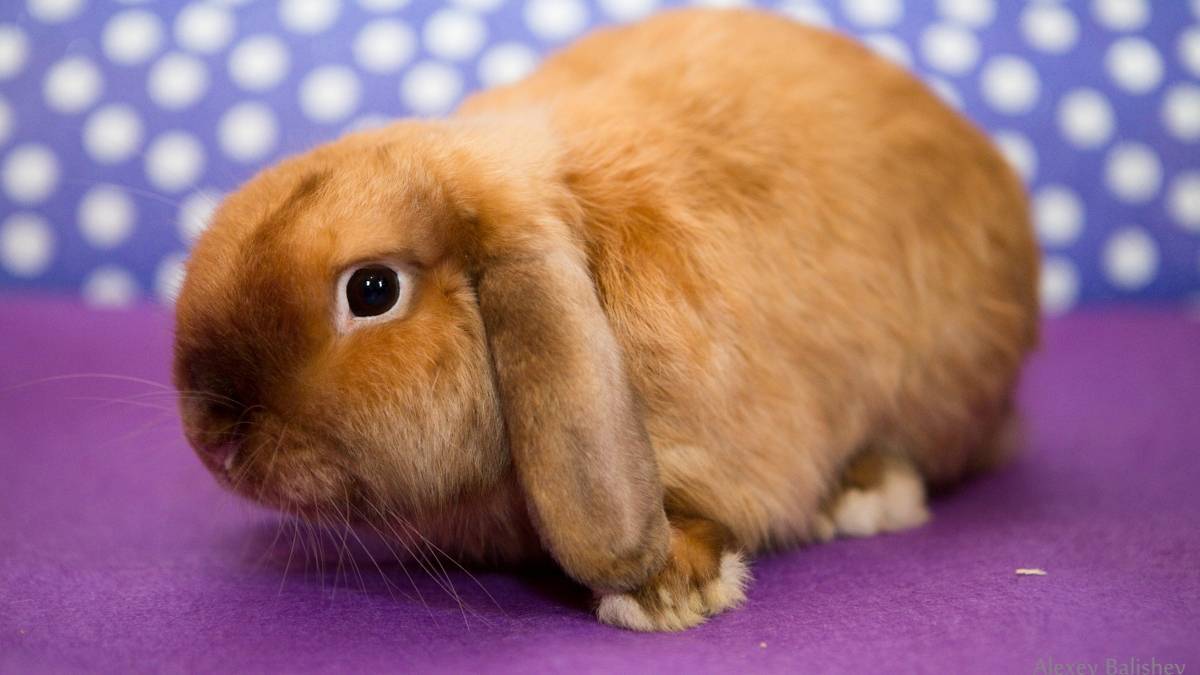 О вислоухом кролике баране: уход и содержание декоративного карликового кролика