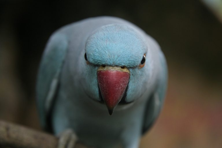 Как отучить попугая кусаться: полезные советы