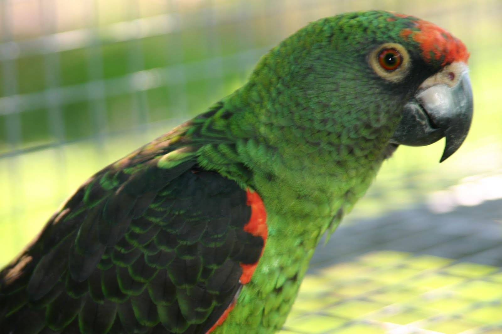 Длиннокрылый конголезский попугай | мир животных и растений