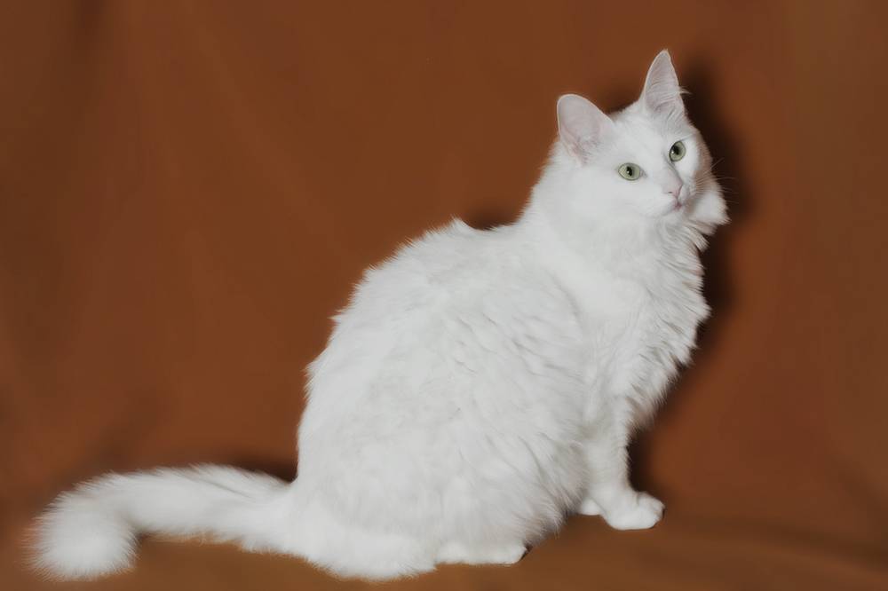 Ангорская кошка (ангора): фото, характер, уход, здоровье породы
