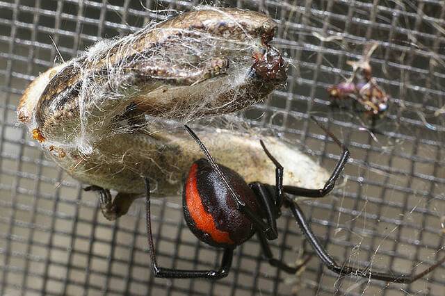 Фрин, или жгутоногий паук: фото и описание, размножение, содержание в домашних условиях