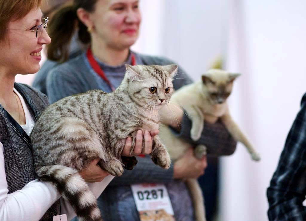 Выставка кошек – как подготовить кошку к выставке | блог о домашних животных