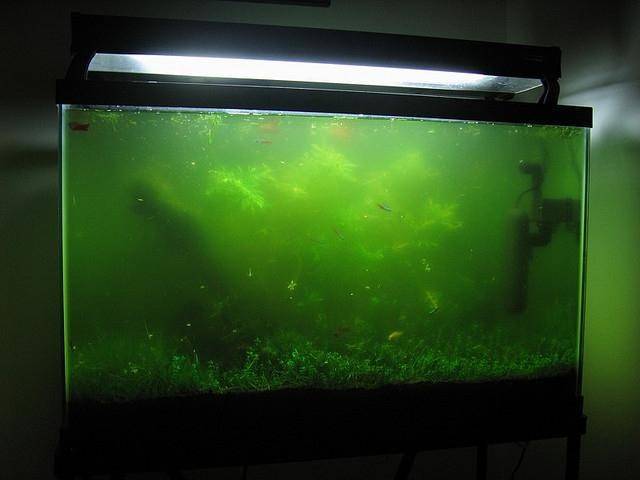 Почему на стенках аквариума появляется зелень: что делать