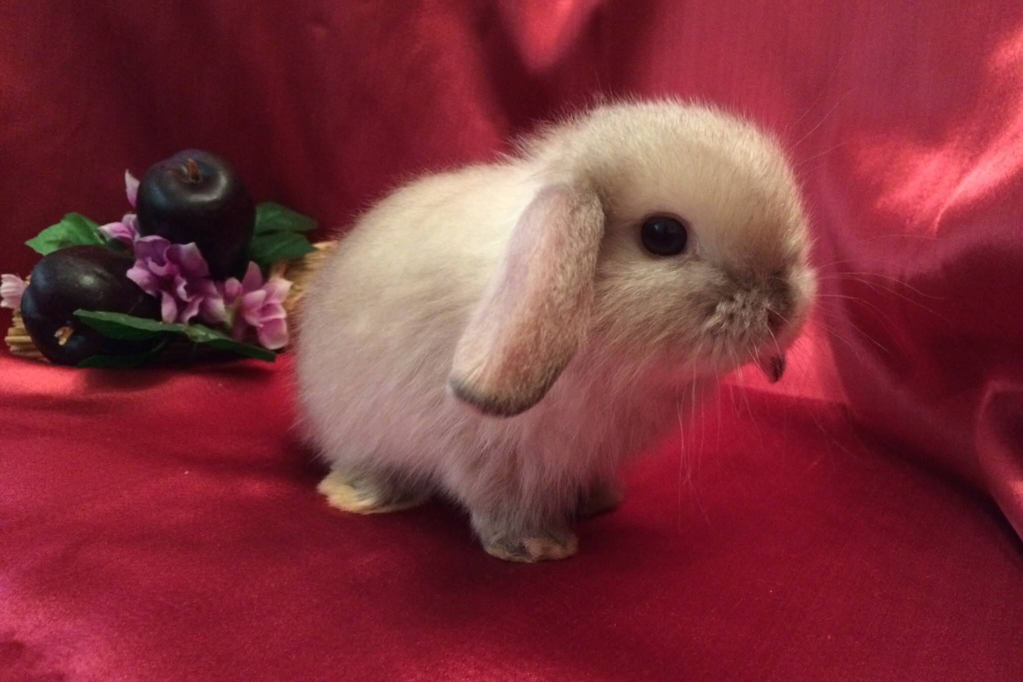 Карликовый баран (вислоухий кролик): фото, описание, отзывы | «твой кролик»