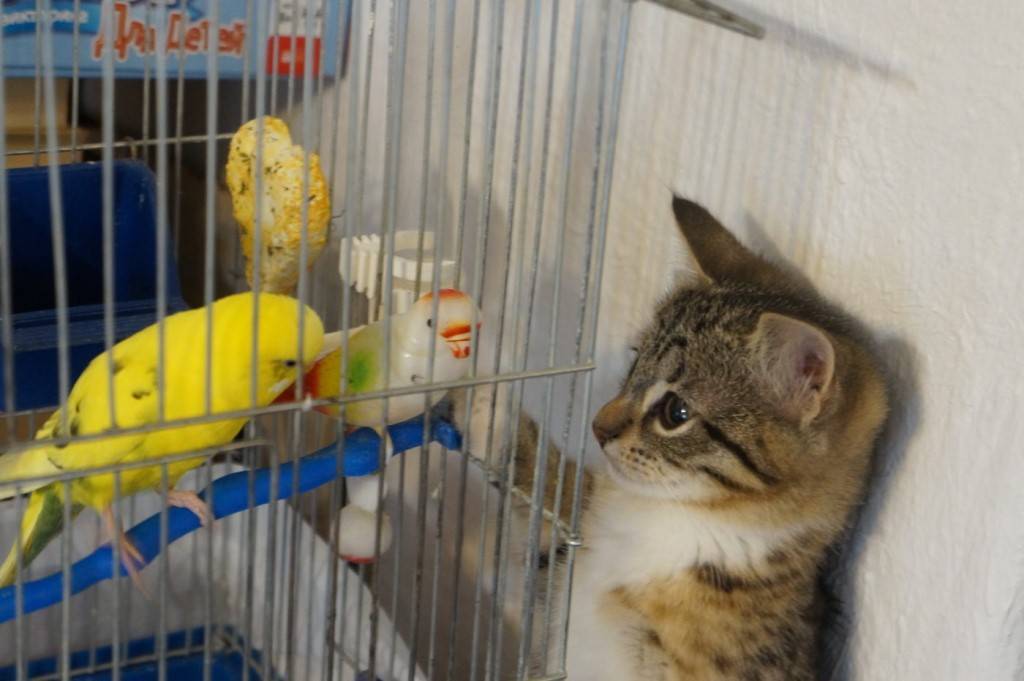 Кошка и попугай, канарейка - как подружить и содержать в одном доме, видео.