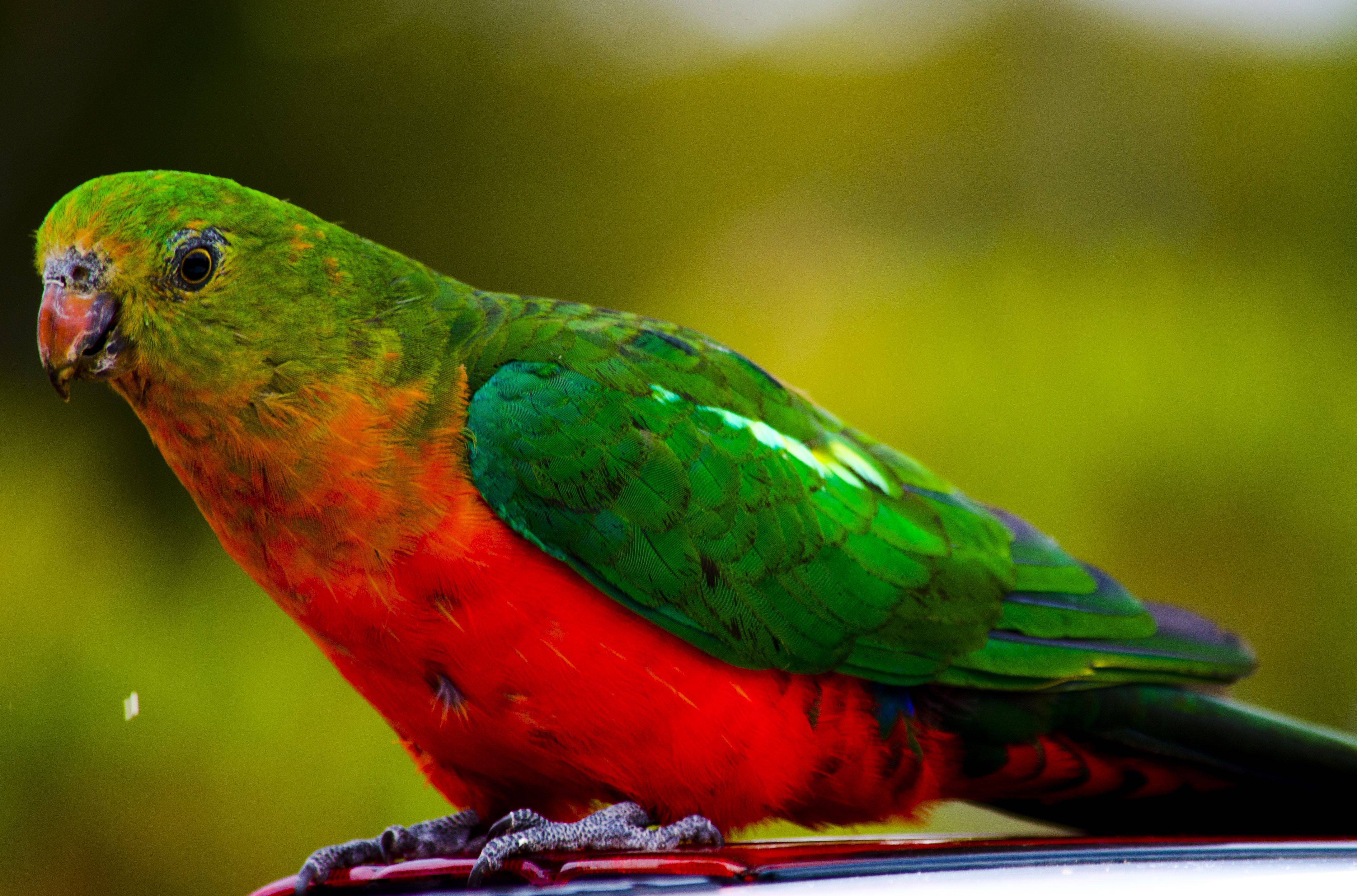 Виды средних попугаев: названия, описание, фото, размеры