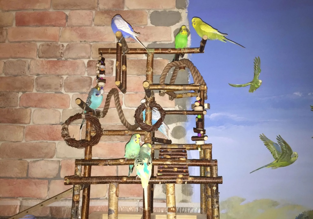 Индивидуальная (игровая) зона попугая в комнате - клетки, вольеры, стенды, переноски, игрушки для кольчатых попугаев - форумы mybirds.ru - все о птицах