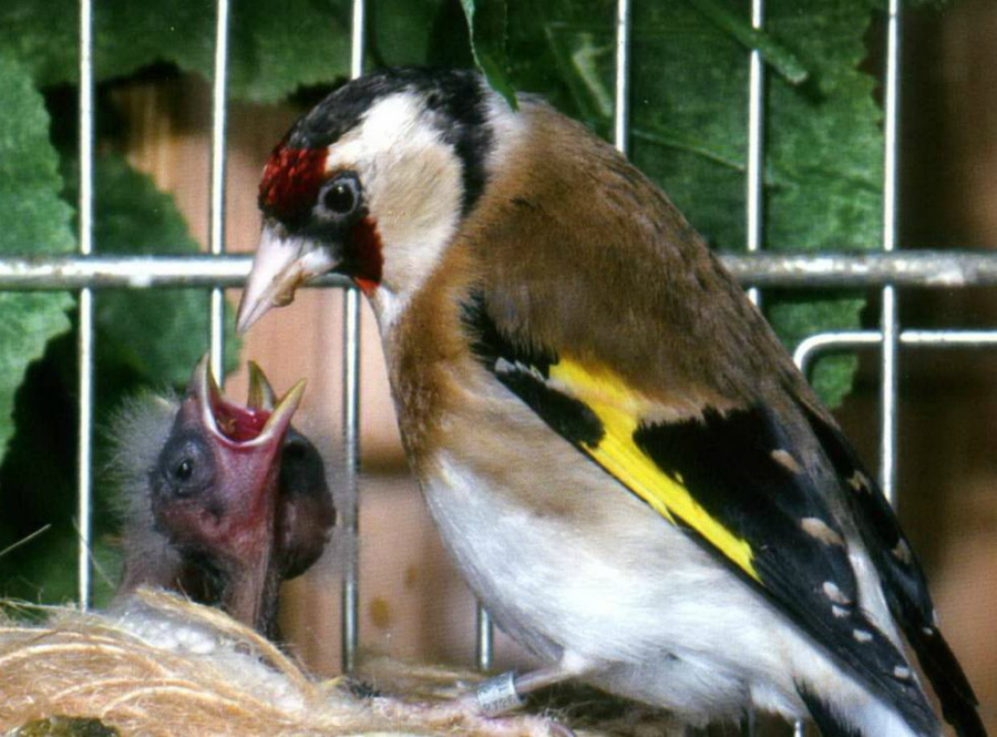 Щегол птица. образ жизни и среда обитания птицы щегол