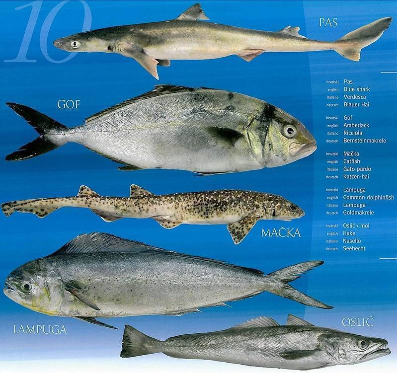 Рыба шемая – фото, описание, ареал, питание, популяция