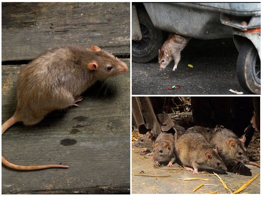 Крысы (лат. Rattus)