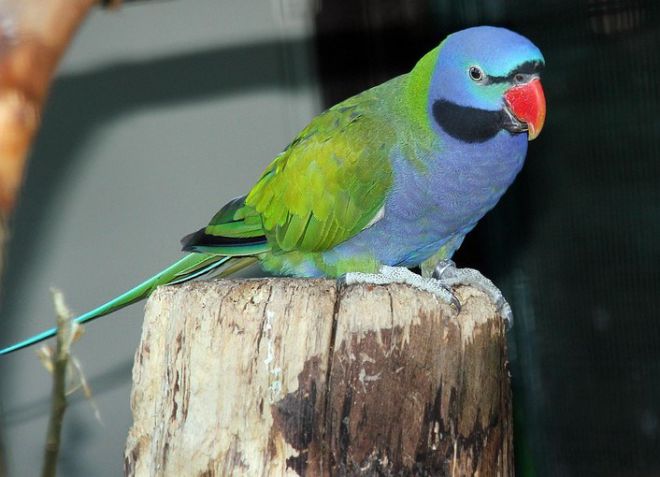 Индийский кольчатый попугай : фото, видео, содержание и размножение