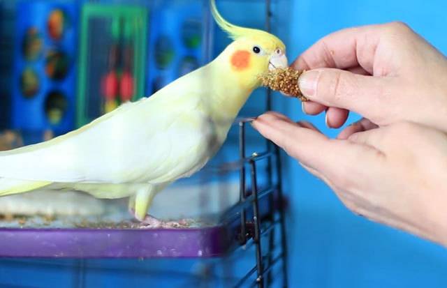 Советы, как приручить попугая кореллу к рукам. способы приручения едой, игрушками - твой питомец