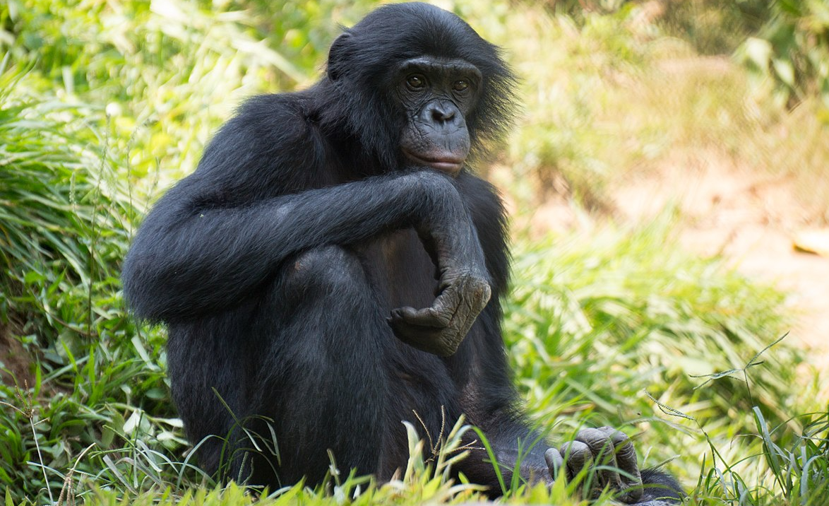 Бонобо обезьяна. образ жизни и среда обитания обезьяны бонобо | животный мир