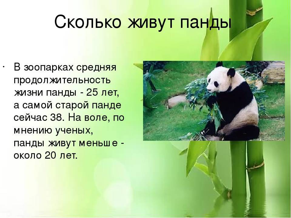 Панда — ареал обитания, особенности нрава, виды, рацион, особенности размножения + 94 фото