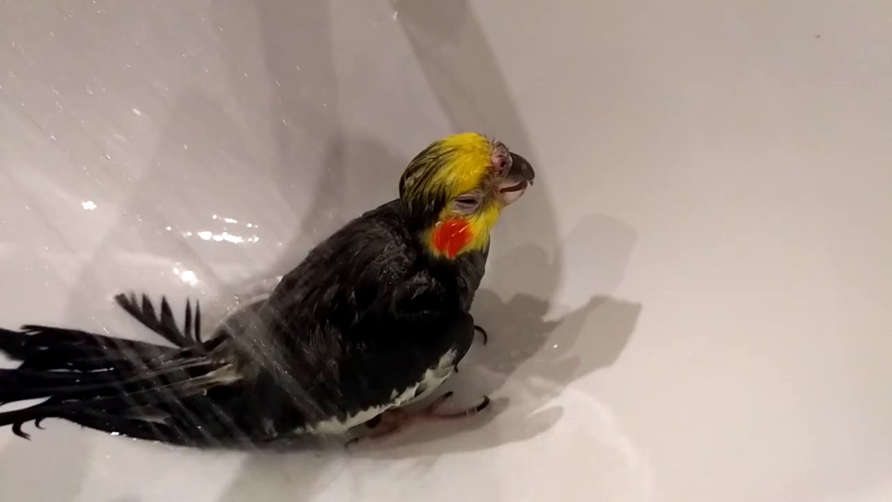 [новое исследование] как купать попугаев (волнистых, корелл, жако, неразлучников) в домашних условиях, можно ли приручить или заставить купаться, отзывы владельцев