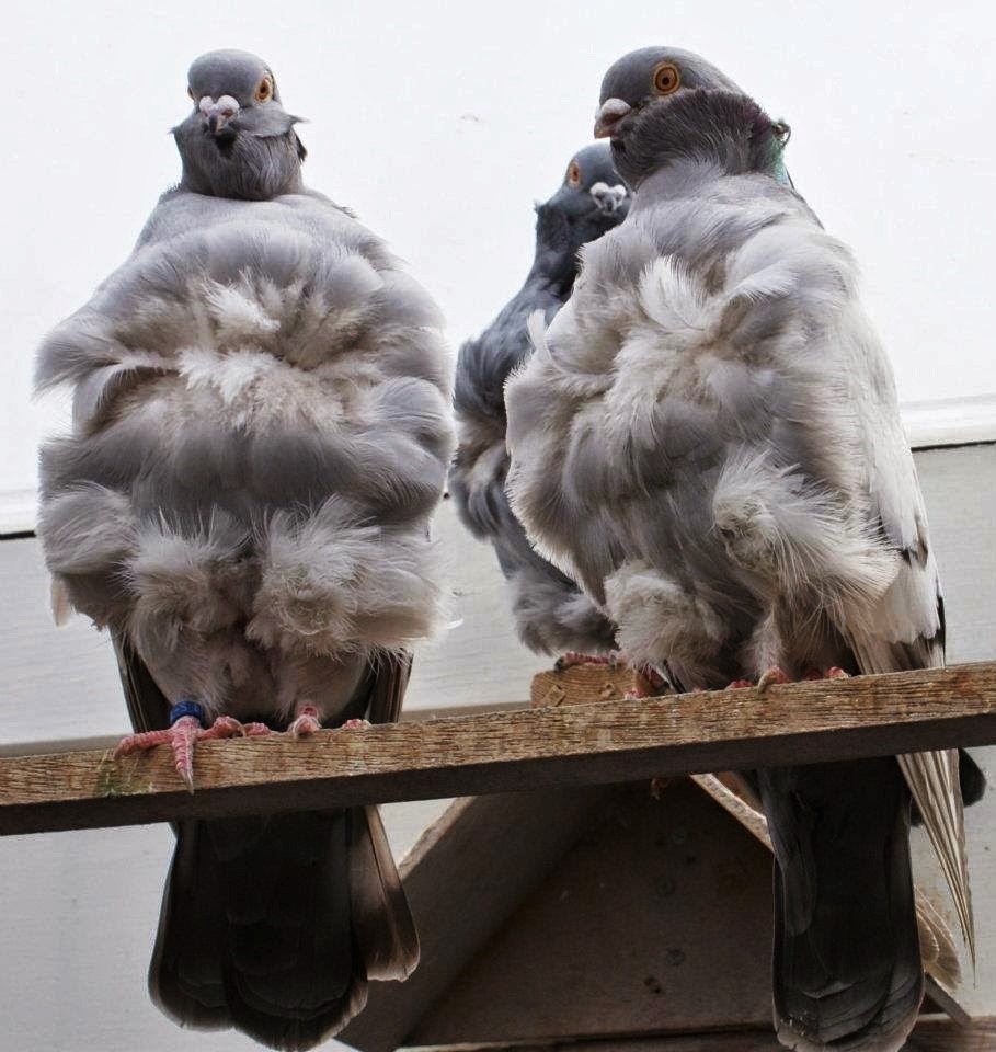 20+ необычных видов голубей, о существовании которых вы не подозревали