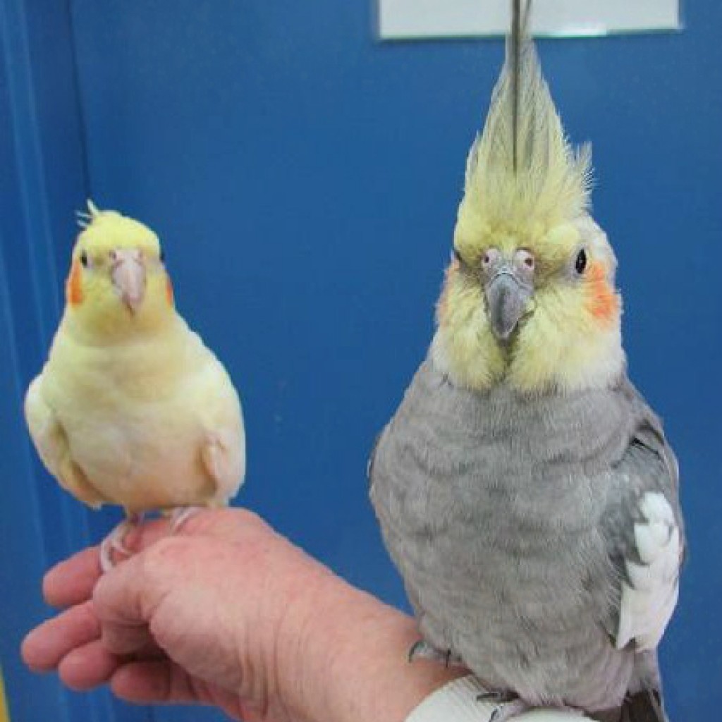 Как научить говорить попугая кореллу: за 1 день, самку и самца, в каком возрасте начинает, сколько слов произносит
