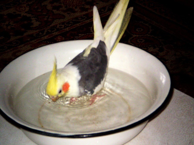 Чем кормить попугая кореллу в домашних условиях: правила составления рациона