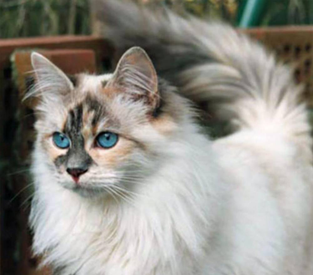 Чем привлекательны охос азулес – порода, которая мало известна - мир кошек