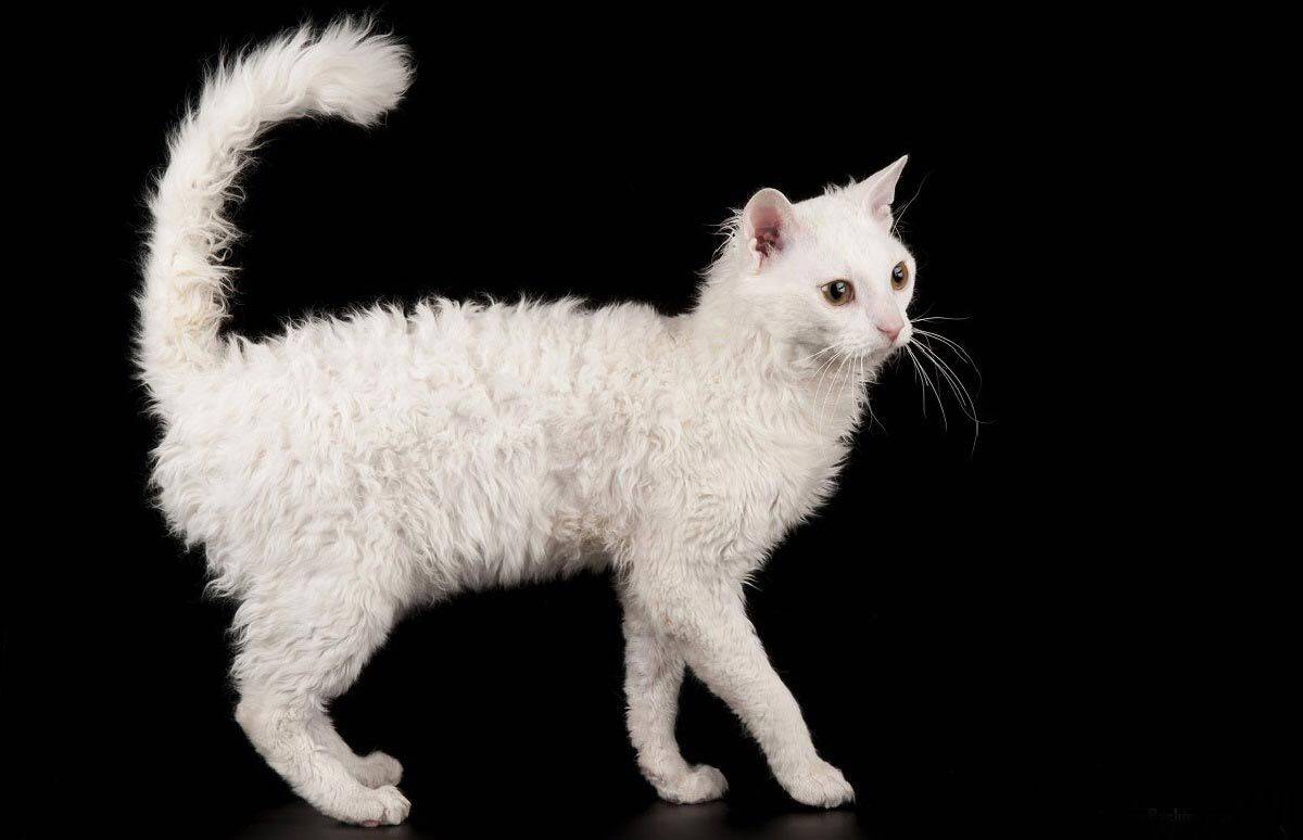 Лаперм — история породы, описание, характер, уход и правила содержания длинношерстной кошки