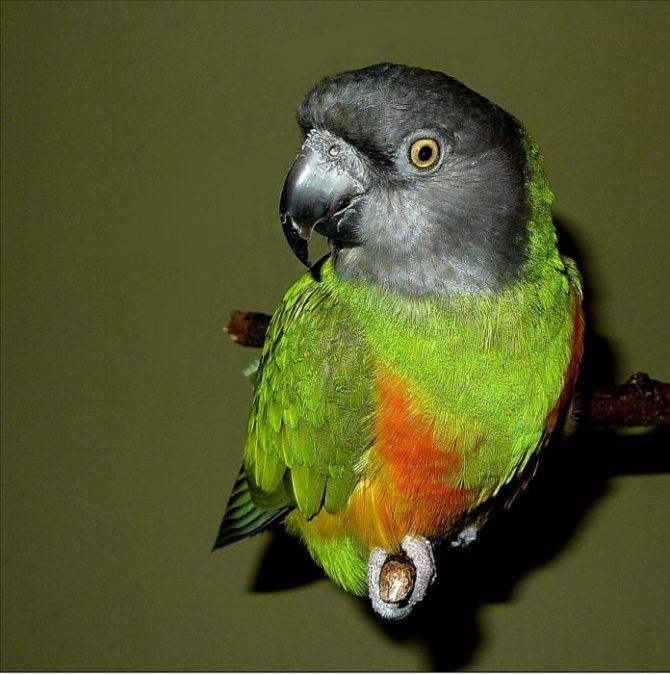 Внешний вид и особенности сенегальского попугая