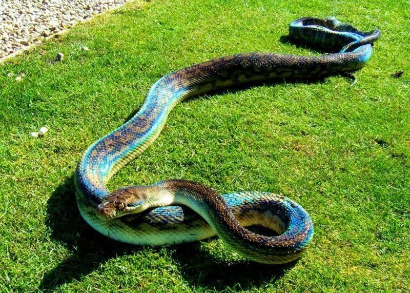 Топ-10 самые ядовитые змеи в мире