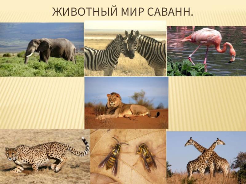 Животный мир африки — характеристика и описание африканских животных