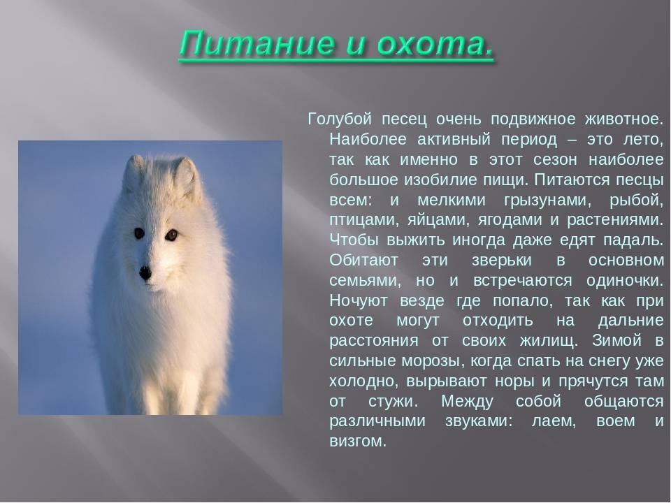Читать про заяц-беляк: питание, размножение, приспособление к жизни на сайте vetatlas.ru