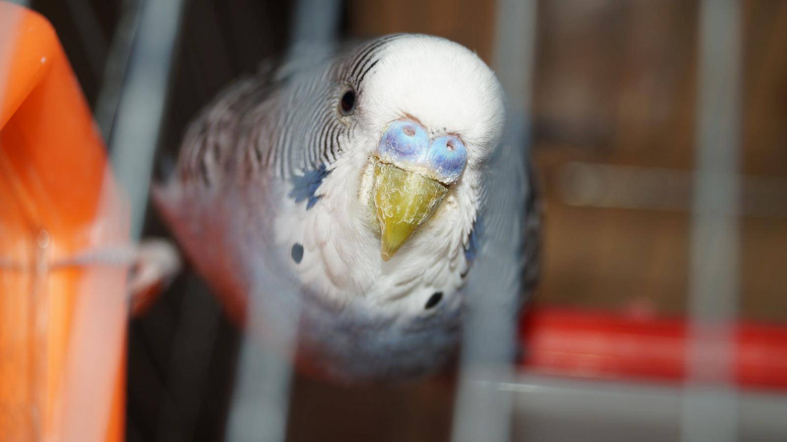 У попугая слоится клюв: причины и что делать?
