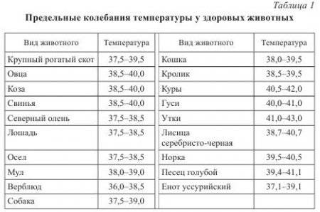 Нормальная температура тела у собак, как померить температуру собаке - pet-mir.ru