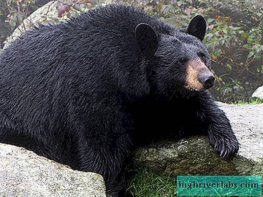Медведь черный — wikihunt