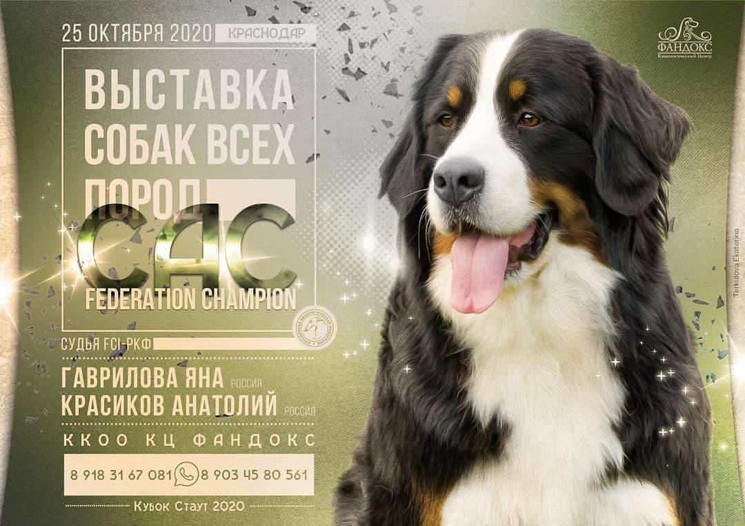 Наш питомец — чемпион: советы по подготовке собаки к выставке
