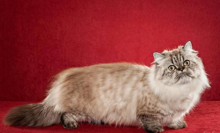 Наполеон – подробный обзор породы кошек (+ фото и видео)