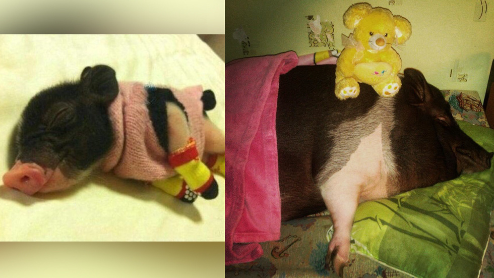 Карликовая домашняя свинья: описание породы с фото, уход и отзывы