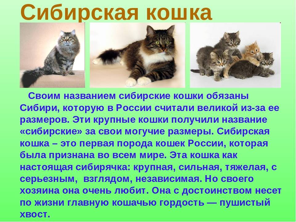 Настоящий сибирский кот: характер, повадки, здоровье - мир кошек