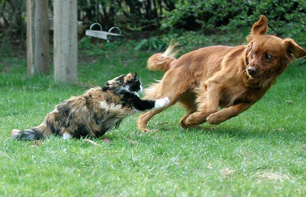 Почему собаки не любят кошек, нападают и гоняются за ними