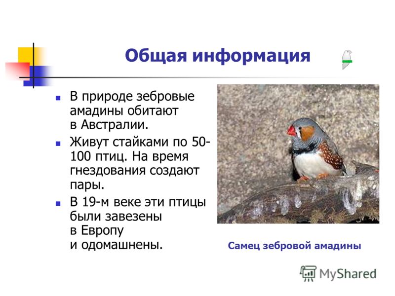 Амадины птички фото, описание. виды, особенности содержания