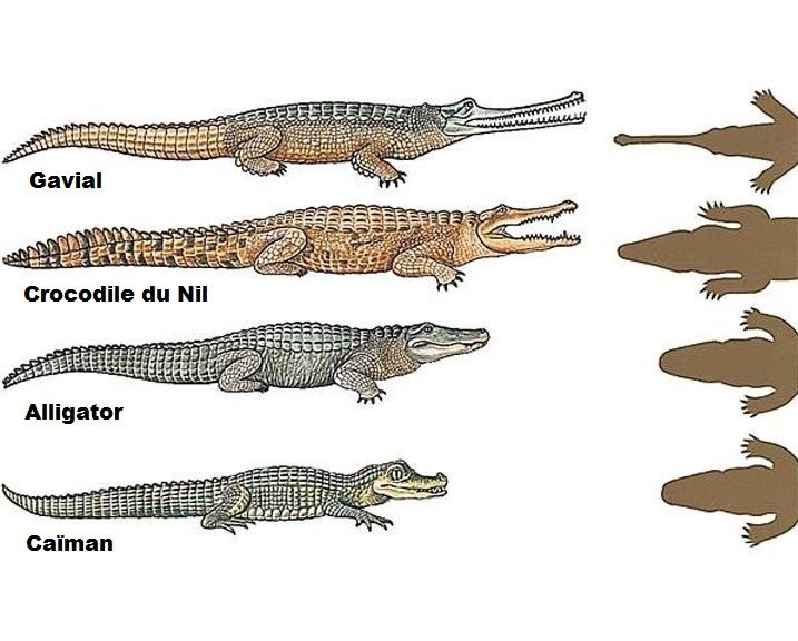 Крокодил или аллигатор: кто крупнее и опаснее