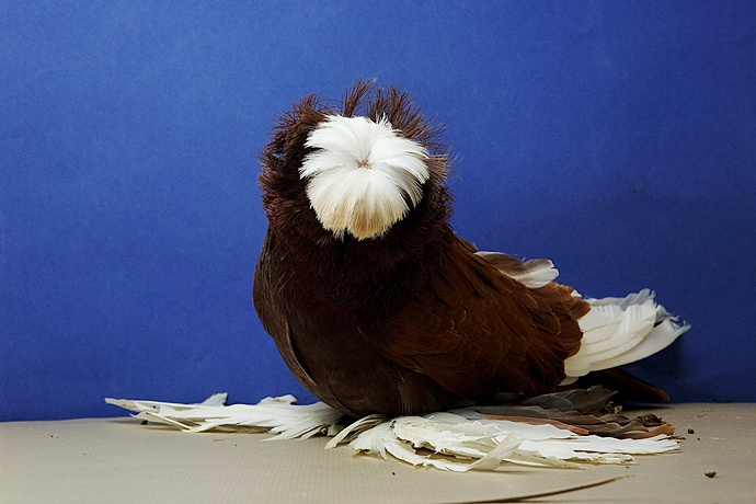Голуби: породы, их описание и фото. виды домашних голубей :: syl.ru