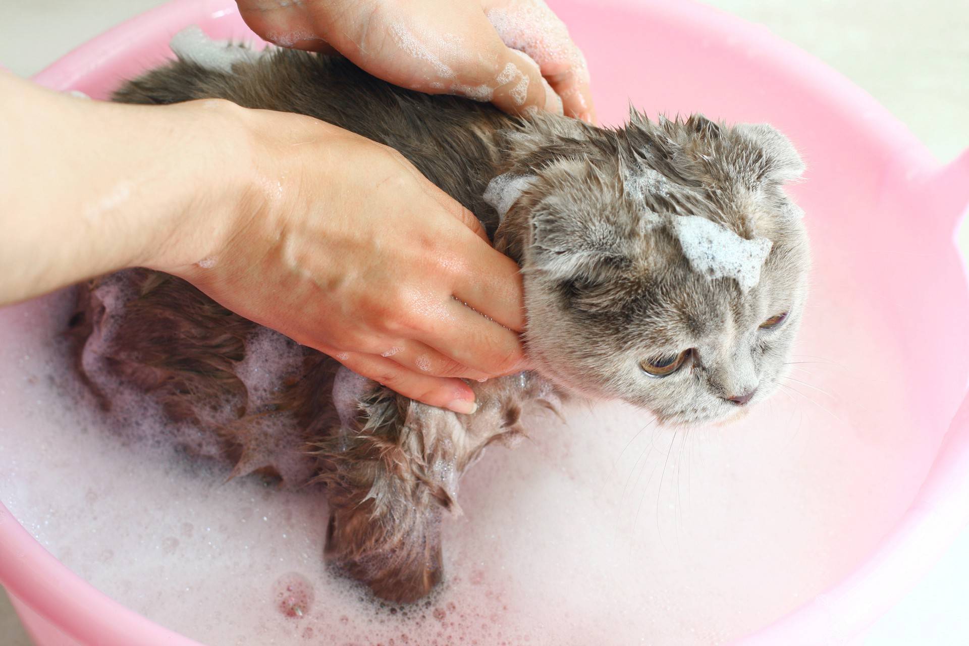 Нужно ли мыть домашних кошек? | страж чистоты