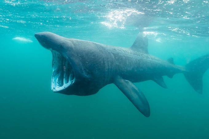 Самая большая акула в мире — топ-10