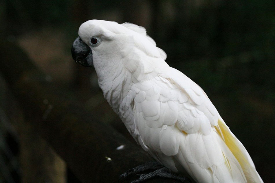 ᐉ большой белохохлый попугай какаду - уход и содержание - zoogradspb.ru
