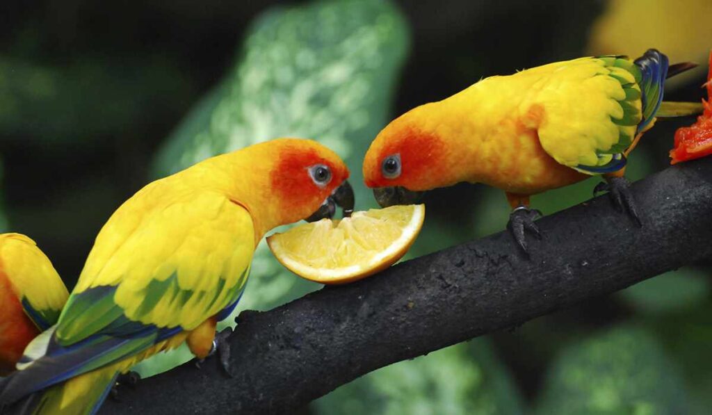 Чем кормить попугаев неразлучников