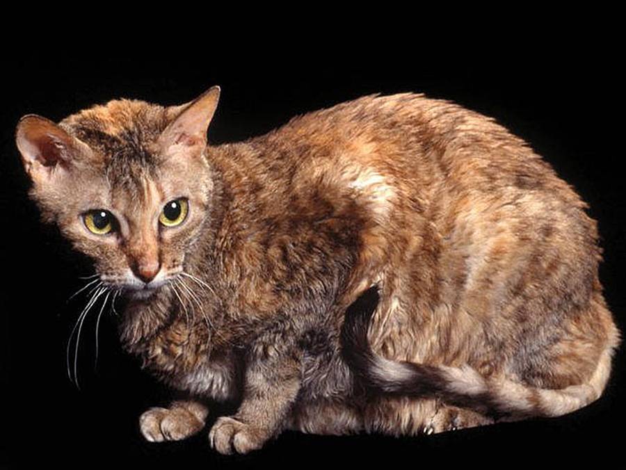 Немецкий рекс: кудрявый кот с безупречным характером